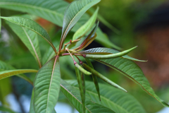 alstonia