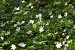 anemone_nemo