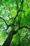 aralia_alt