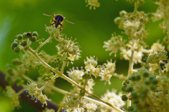 aralia_bluete