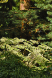 aralia1_24