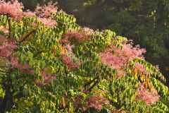 aralia2023