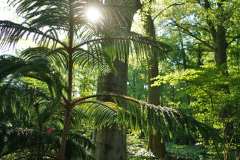 araucaria_h