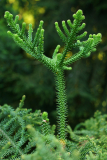 araucunni