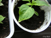 Jalapeno mit weissem Rand