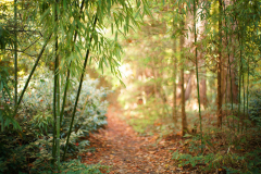 bambusweg