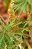 banksia_spin1