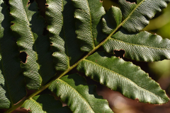 blechnum_chil