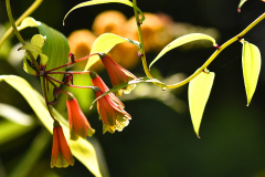 bomarea_23