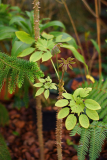 brassa_04_24