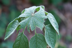 brassaiopsis