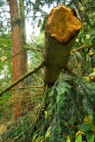 bruch_picea_asp