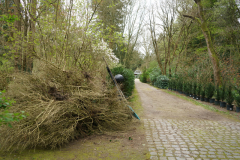 buchsraus