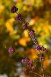 callicarpa