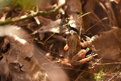 camouflage