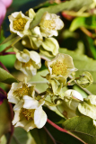 carr_bluete_0524