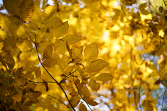 carya_ovata