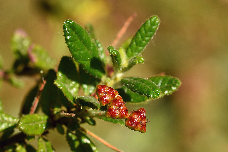 ceafruit