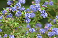 ceanothus_puget23