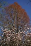 cerci_mag_rot