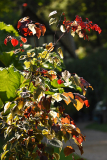 cercis_caro1