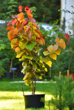 cercis_ete