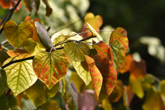 cercis_fragezeichen