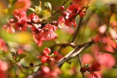 chaenomeles