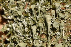 cladonia