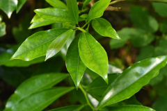 cocc_lau1