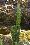 colletia1