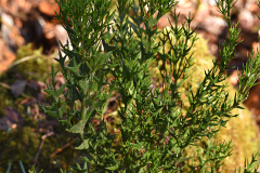 colletia2