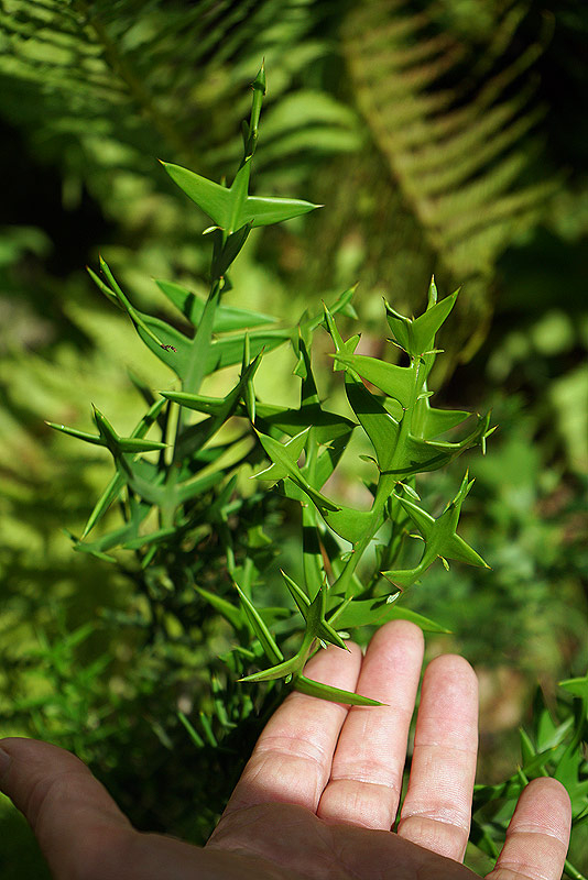 colletia3