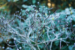 cornus_daybreak