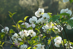 cornus_fl_pr
