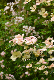 cornus_rosa