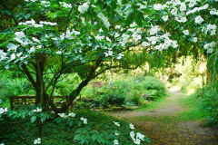cornus_teich