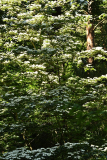 cornus