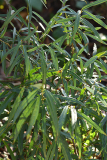 crinodendron