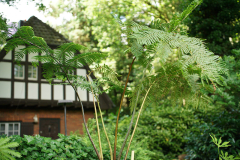 cyathea_coop_bl