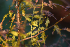 dacrycarpus