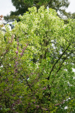davidia_5_23_1