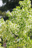 davidia_5_23_2