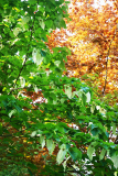 davidia_05_24