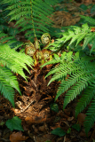 dicksonia_05_22
