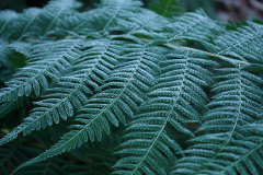 dicksonia