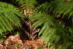 dicksonia1