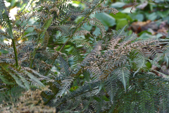 dicksonia2