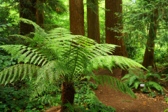 dicksonia0624