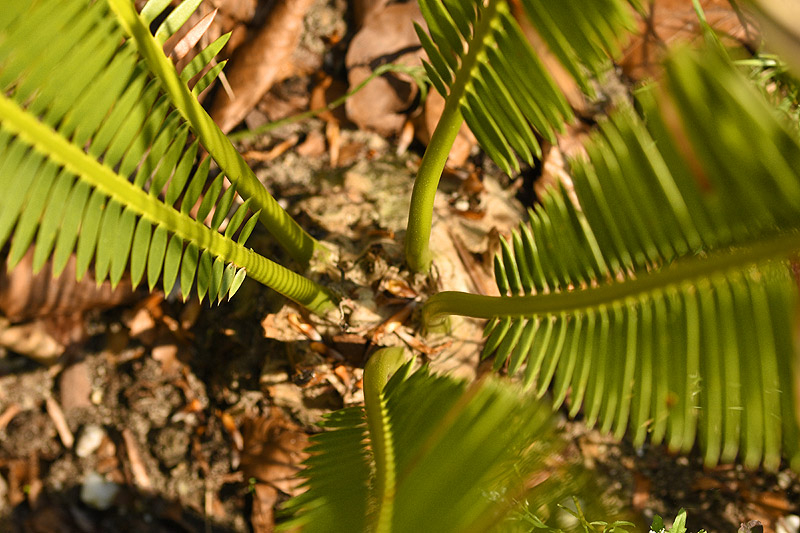 dioon_edule